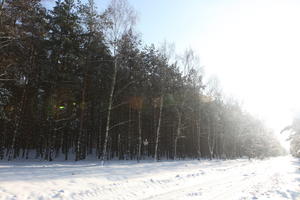 afternoon, birch, bright, coniferous, day, eye level view, Poland, snow, sunny, tree, Wielkopolskie, winter, woodland