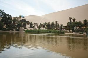 day, desert, direct sunlight, eye level view, Ica, palm, Peru, pond, spring, sunlight, sunny, sunshine, vegetation