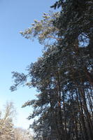 afternoon, below, bright, coniferous, day, Poland, snow, sunny, tree, Wielkopolskie, winter, woodland