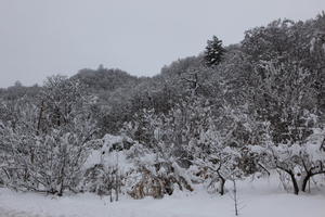 ambient light, diffuse, diffused light, eye level view, forest, morning, natural light, overcast, snow