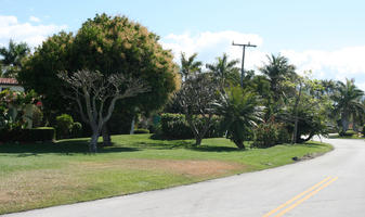 day, evergreen, eye level view, Florida, grass, Miami, palm, park, street, summer, sunny, The United States, tree