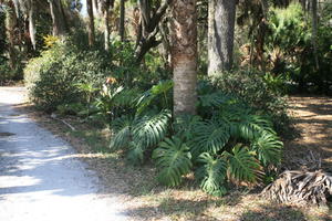 day, eye level view, Florida, Miami, natural light, palm, park, plant, sunny, The United States, tropical, vegetation, winter