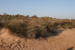 autumn, bush, day, desert, direct sunlight, Essaouira, eye level view, Morocco, natural light, sunlight, sunny, sunshine, vegetation