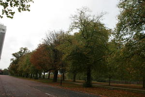 autumn, broad-leaf tree, broad-leaved tree, day, deciduous, England, eye level view, leaves, London, natural light, park, The United Kingdom, tree