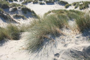 above, beach, Belgium, close-up, day, dunes, grass, summer, sunny