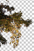 autumn, below, branch, broad-leaf tree, broad-leaved tree, cutout, cutout trees, day, sunny