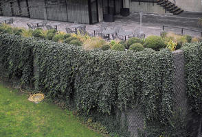 bush, cafe, day, elevated, England, garden, greenery, hanging, London, natural light, overcast, The United Kingdom, vegetation