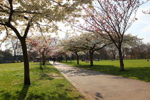 alley, blooming, blossom, day, deciduous, England, eye level view, grass, London, park, spring, sunny, The United Kingdom, tree