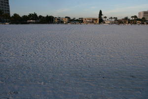 beach, day, eye level view, Florida, Sarasota, sunny, sunshine, The United States, winter