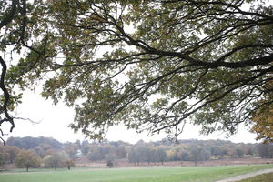 afternoon, autumn, cloudy, day, deciduous, England, eye level view, open space, outdoors, park, path, The United Kingdom, tree, vegetation, Wimbledon