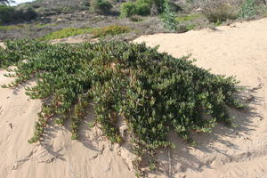 above, autumn, bush, day, desert, direct sunlight, Essaouira, Morocco, natural light, sunlight, sunny, sunshine, vegetation