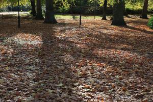 afternoon, autumn, Battersea park, day, England, eye level view, leaf, London, park, sunny, The United Kingdom