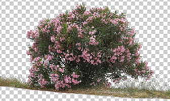 afternoon, ambient light, bush, cutout, cutout plants, day, diffuse, diffused light, evergreen, eye level view, flowered bush, natural light, Nerium oleander, oleander, overcast, shrub, summer