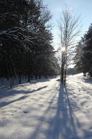 afternoon, backlight, bright, coniferous, day, deciduous, eye level view, Poland, snow, sunny, tree, Wielkopolskie, winter, woodland