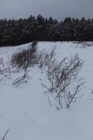 eye level view, forest, overcast, Poland, snow, Wielkopolskie, winter, Wolsztyn