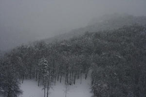 ambient light, day, elevated, forest, Italia , Mondovi, overcast, Piemonte, snow, tree, winter