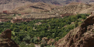 day, desert, direct sunlight, elevated, forest, forest, greenery, grove, landscape, Morocco, natural light, nature, Ouarzazate, outdoors, sunlight, sunny, sunshine, tree