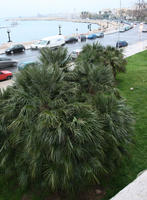 Bari, day, elevated, Italia , natural light, palm, promenade, Puglia, vegetation, winter