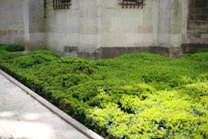 bush, Champagne-Ardenne, city, day, eye level view, France, garden, summer, sunny, Troyes