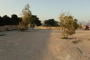 Alicante, dusk, eye level view, Spain, tree, Valenciana, vegetation