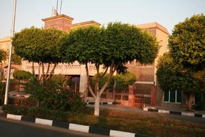 bush, day, dusk, East Timor, Egypt, Egypt, eye level view, natural light, street, tree, vegetation