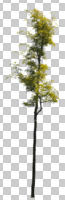 cutout, cutout trees, day, deciduous, diffuse, diffused light, eye level view, spring, young