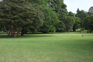 ambient light, Australia, day, diffuse, diffused light, eye level view, grass, natural light, New South Wales, park, summer, sunny, Sydney, tree, vegetation