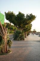 dusk, Egypt, eye level view, street, tree, vegetation