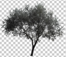 afternoon, ambient light, broad-leaf tree, broad-leaved tree, cloudy, cutout, cutout plants, day, diffuse, diffused light, evergreen, eye level view, natural light, Olea europaea, olive, overcast, tree, winter, young