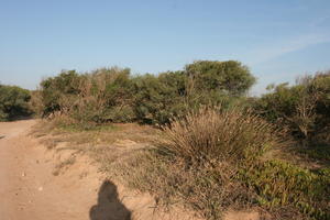 autumn, bush, day, desert, direct sunlight, Essaouira, eye level view, Morocco, natural light, sunlight, sunny, sunshine, vegetation