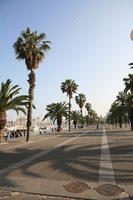 Barcelona, Cataluña, day, eye level view, palm, path, Spain, sunny, tropical, vegetation