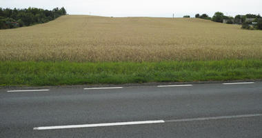 crop, day, diffuse, diffused light, eye level view, field, natural light, Poland, summer, Wielkopolskie