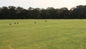 bird, day, England, eye level view, grass, London, natural light, park, sunny, The United Kingdom, tree