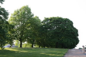 broad-leaf tree, broad-leaved tree, day, deciduous, England, eye level view, grass, London, park, spring, sunny, The United Kingdom, tree