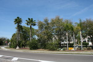 day, eye level view, Florida, palm, road, Sarasota, sunny, sunshine, The United States, tree, winter