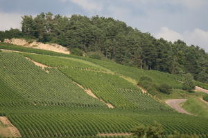 Bourgogne, crop, day, Dijon, eye level view, field, France, hill, natural light