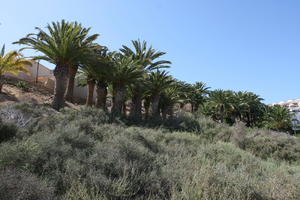 Canarias, day, direct sunlight, evergreen, eye level view, Las Palmas, palm, Phoenix canariensis, shrub, Spain, spring, sunny