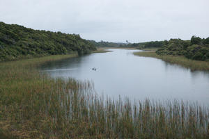 day, eye level view, overcast, reed, river, summer, sunlight, sunny, sunshine