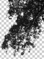 below, branch, broad-leaf tree, broad-leaved tree, cutout, cutout trees, day, diffuse, diffused light, spring, twig