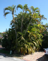 day, evergreen, eye level view, Florida, Miami, palm, street, summer, sunny, The United States