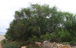 autumn, bush, day, diffuse, diffused light, eye level view, Malta, natural light, shrub