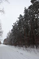 eye level view, forest, overcast, Poland, snow, track, tree, Wielkopolskie, winter, Wolsztyn