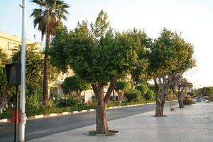 day, East Timor, Egypt, Egypt, eye level view, natural light, street, tree, tropical, vegetation