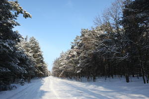 afternoon, bright, coniferous, day, eye level view, Poland, road, snow, sunny, tree, Wielkopolskie, winter, woodland