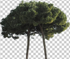 coniferous, cutout, cutout plants, day, direct sunlight, evergreen, eye level view, Italian stone pine, natural light, parasol pine, pine, Pinus pinea, summer, sunny, tree, umbrella pine