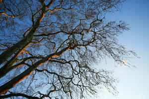 below, day, England, London, natural light, sunset, The United Kingdom, tree, tree canopy, winter