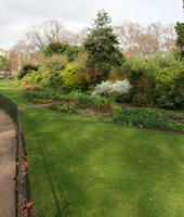 bush, day, direct sunlight, England, eye level view, grass, greenery, London, park, spring, sunny, The United Kingdom