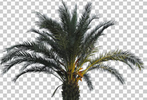 cutout, cutout trees, day, diffuse, diffused light, evergreen, eye level view, palm, summer