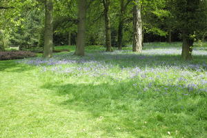 day, England, eye level view, flower, garden, grass, natural light, park, The United Kingdom, Woking