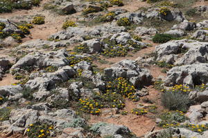 close-up, day, eye level view, Faro, Faro, flower, flower field, greenery, ground, open space, path, Portugal, rock, rockery, rocks, shrub, summer, sunlight, sunny, vegetation